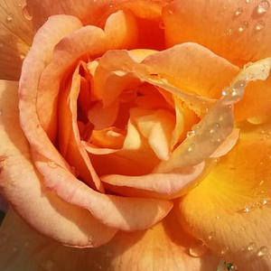 Интернет-Магазин Растений - Poзa Тэпистри - желто-розовая - Чайно-гибридные розы - роза со среднеинтенсивным запахом - Глэдис (Миссис Гордон) Фишер - Персиково-желтая, кустистая роза с пряным запахом.